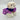 Small white dog wearing a purple and pink outfit on a light gray background